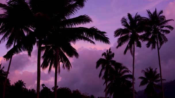 Extreem Mooie Zonsondergang Onder Kokospalmen Het Chinese Strand Silhouet Van — Stockvideo