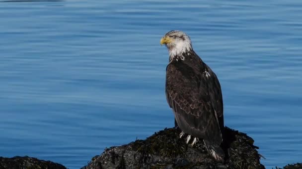 Weißkopfseeadler Sitzt Auf Einem Felsen Oder Hintergrund Blauer Fluss — Stockvideo