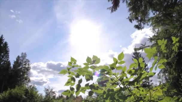 Listy Stromů Slunečními Paprsky — Stock video