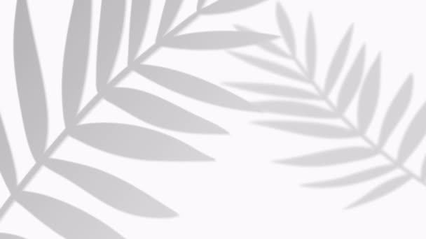 Closeup the motion of shadow palm leaves on a white wall background. — 비디오