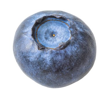 Tek blueberry izole