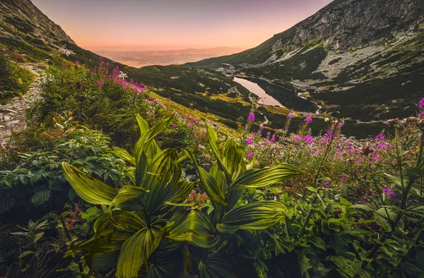 花と Foregro のハイキング トレイルと夕暮れ時の山の湖 — ストック写真