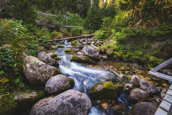 Bäcken i skogen — Stockfoto