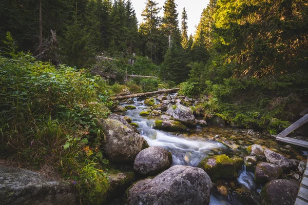 Bäcken i skogen — Stockfoto