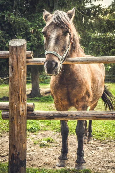 Caballo detrás de una cerca — Foto de Stock