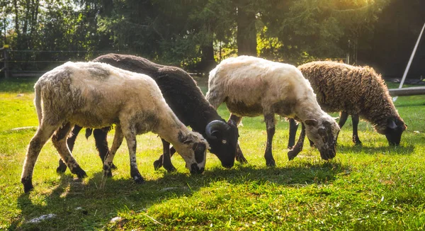 Diverse pecore al pascolo — Foto Stock