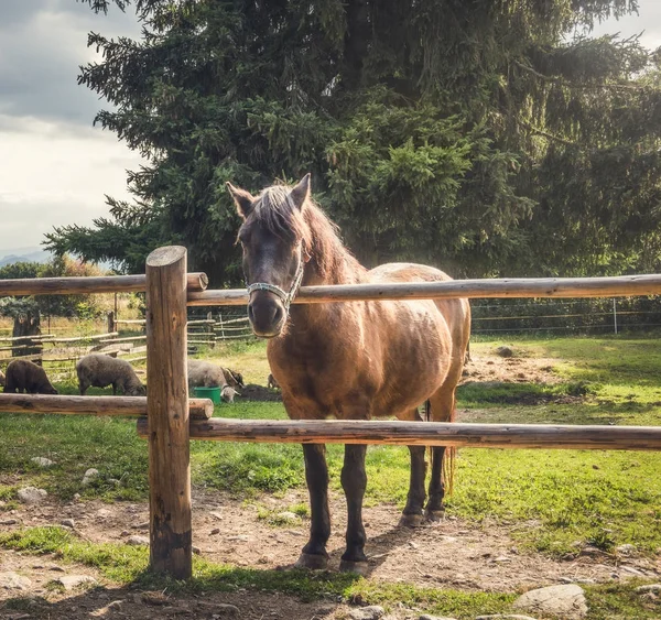 Cheval derrière une clôture — Photo
