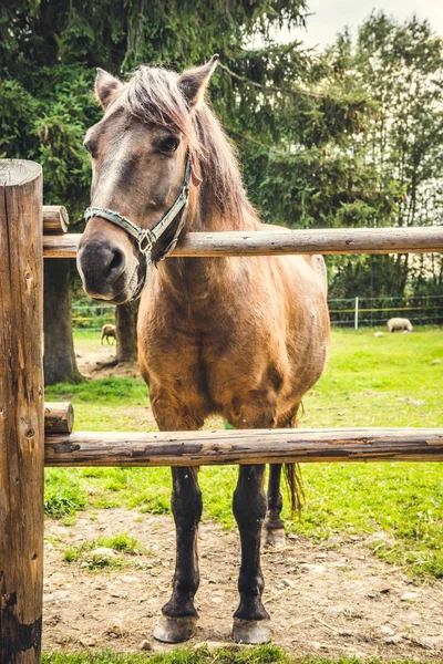Cavallo dietro una recinzione — Foto Stock
