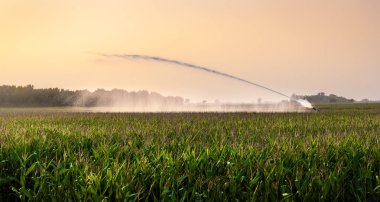 Mısır alanında sulama