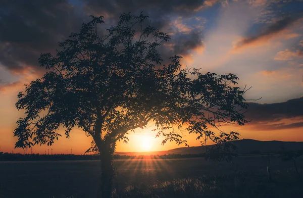 Tree at Sunset — Stock Photo, Image