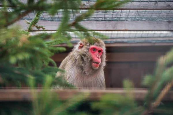Japanese Macaque Monkey — Stock Photo, Image