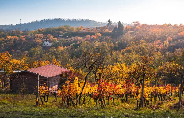 Hilly Landscape with Vineyards — Stock Photo, Image