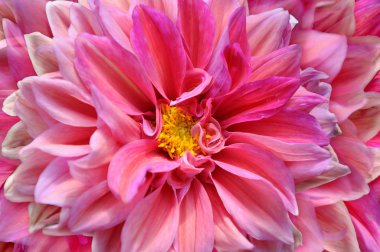 Tam ekran çiçek. Kırmızı ve sarı renklerle Dahlia.