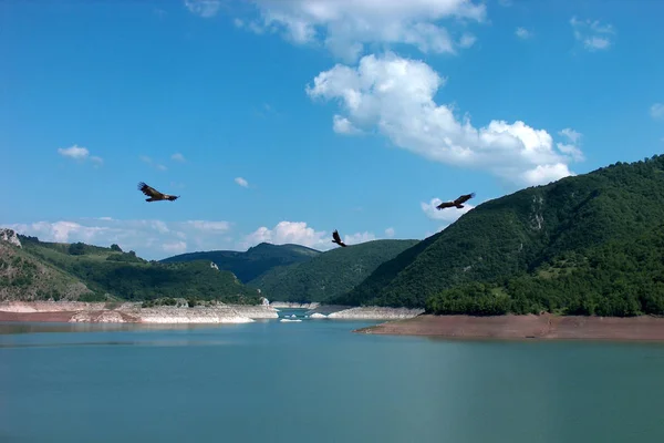 Hábito Las Águilas Gyps Fulvus Lago Uvac Suroeste Serbia — Foto de Stock