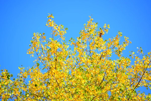 Árbol Otoño Con Cielo Azul Detrás —  Fotos de Stock
