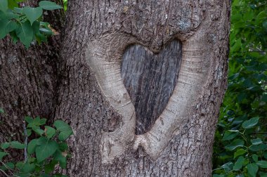Canlı yeşil ormandaki ağaç gövdesinde doğal kalp oluştu. Sevgililer Günü geçmişi