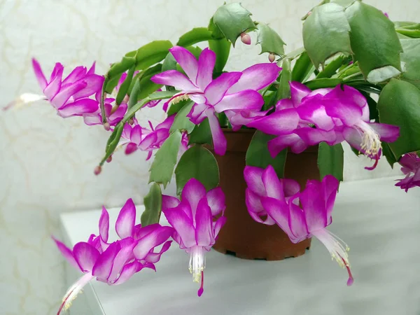 Flowering Decembrist. Home flower in a pot with bright petals. Succulents breeding and care. Schlumberger-Christmas flower. romantic cactus, — Stock Photo, Image