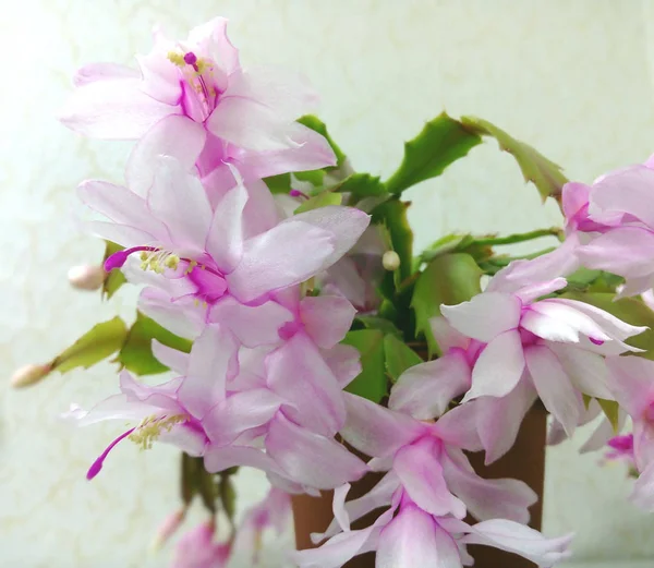 Flowering Decembrist. Home flower in a pot with bright petals. S — Stock Image Flowering Decembrist. Home flower in a pot with bright petals. S Royalty Free Stock Photos