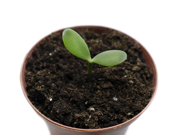 A young green plant grows in a flower pot with soil. Growing young seedlings. Sowing plants at home.Isolate on white background — Stock Photo, Image