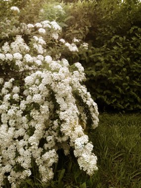 Beyaz çiçekli, büyük, çiçekli bir çalılık. Yasemin tomurcukları arka planda.