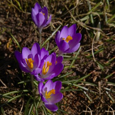 Parlak güneşin ilk bahar çiçekleri. Seçici odaklanma. Bahar güneşinin erken saatlerinde açan mor timsahlar.. 