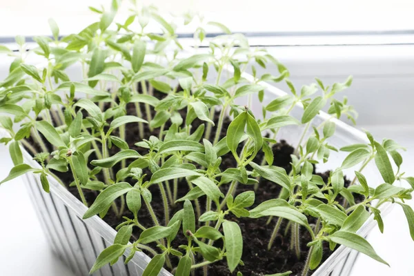 Plantor Unga Tomatplantor Som Växer Plastbehållare Med Jord Fönstret Närbild — Stockfoto