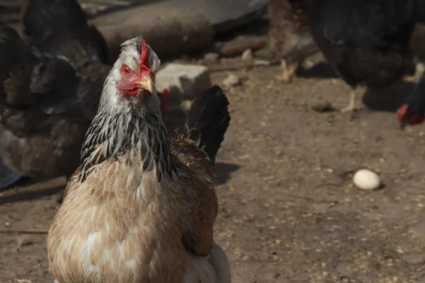 Şeytani Bir Tavuk Kameraya Bakıyor Tavuk Yumurtasını Kaybetti Şeytani Bakışlı — Stok fotoğraf