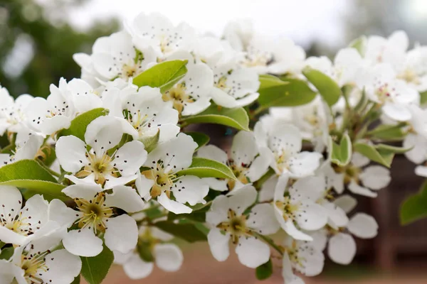 Schöne Florale Frühling Abstrakten Hintergrund Der Nature Flowering Zweig Eines — Stockfoto