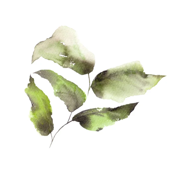 Green Leaves Branch Spring Background Drawing Leaves Branch Watercolor Spring — Stock Photo, Image