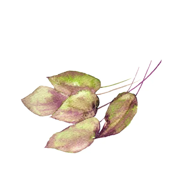 Гілка Зеленого Листя Весняний Фон Гілкою Листя Малювання Акварель Влітку — стокове фото