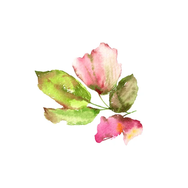 Pinkfarbener Mohn Einzelne Zeichnung Blume Aquarell Blume Für Grußkarten Design — Stockfoto