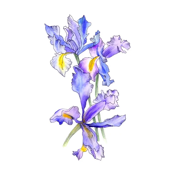Iris Bleu Dessin Unique Fleur Iris Lilas Aquarelle Fleurs Dessinées — Photo