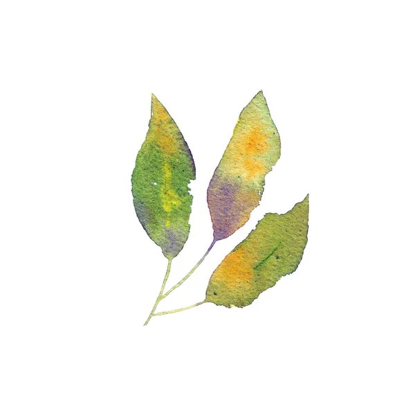 緑の葉の枝 ユーカリプスの葉 葉の枝を描く春のグリーティングカード 水色の春の新鮮な葉 植物の装飾 生態系の概念要素 — ストック写真