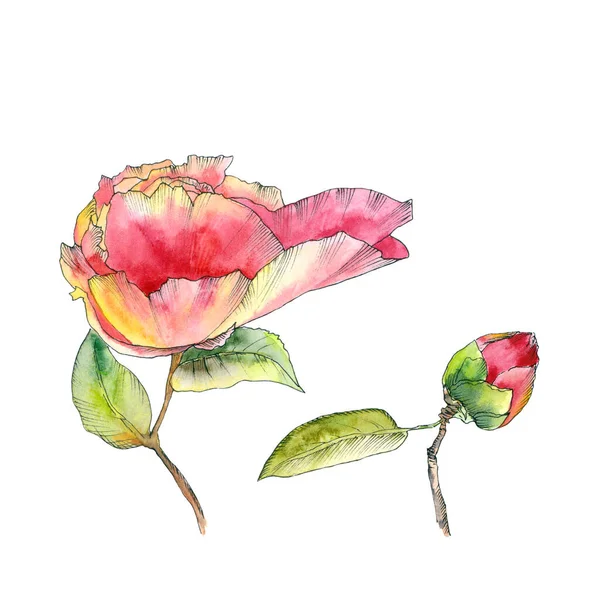 Rode Bloemen Tekenen Aquarelrode Rozen Handgetekende Bloemen Voor Verjaardagskaart Decor Rechtenvrije Stockafbeeldingen