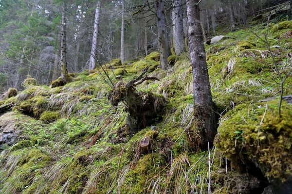 La forma bizzare de un enganche en el bosque que recuerda a una cabra — Foto de Stock