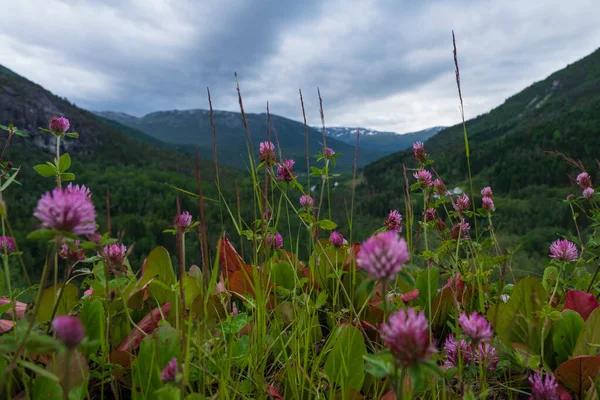 Belo jardim de verão em Stalheim, Noruega. Montanhas no fundo. Julho de 2019 — Fotografia de Stock