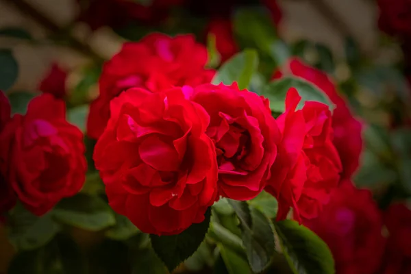 Roses en été montagnes nordiques. Laerdal, Norvège, juillet 2019 — Photo