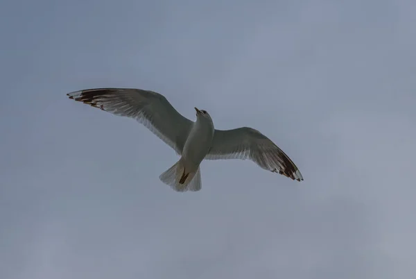 The bird flying in the cloudy sky. Geirangerfjord, Norway, july 2019
