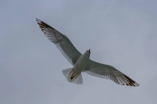 De vogel vliegt in de bewolkte lucht. Geirangerfjord, Noorwegen, juli 2019 — Stockfoto