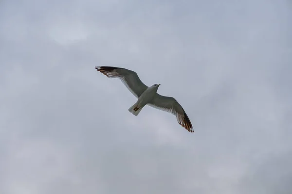De vogel vliegt in de bewolkte lucht. Geirangerfjord, Noorwegen, juli 2019 — Stockfoto