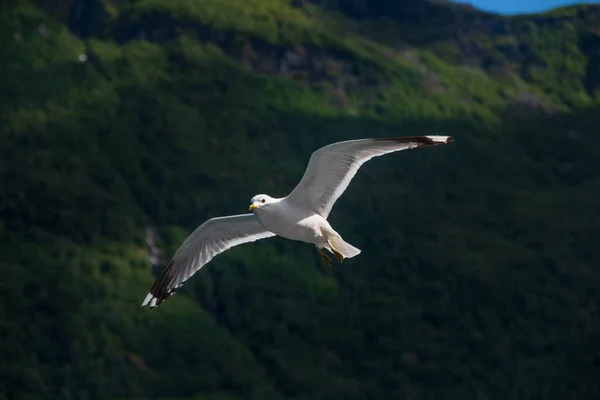 Mouette dans le ciel. Aurlandsfjord, Norvège. Juillet 2019 — Photo