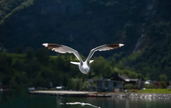 Gaivota no céu. Aurlandsfjord, Noruega. Julho de 2019 — Fotografia de Stock