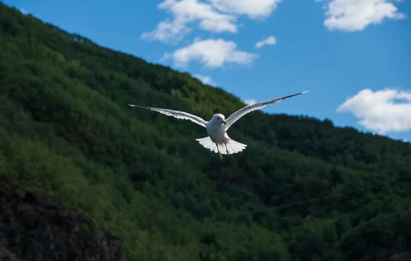 Gaivota no céu. Flam Flom, Aurlandsfjord, Noruega. Julho de 2019 — Fotografia de Stock