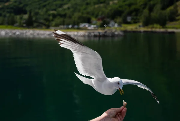 Gaivota pegando sua comida de uma mão. Flam Flom, Noruega, julho de 2019 — Fotografia de Stock