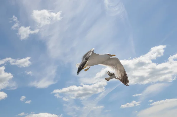 La gaviota vuela sobre el fiordo de Lim, Croacia —  Fotos de Stock