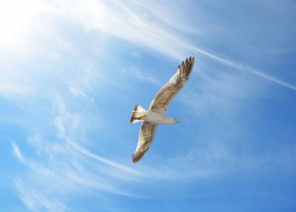 Чайка летить над лімфіордом (Хорватія). — стокове фото