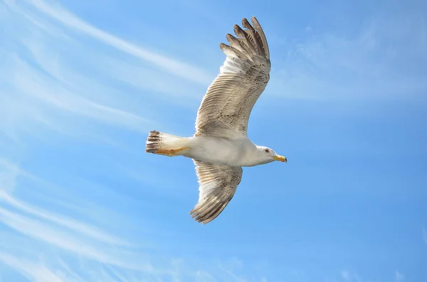 Gaivota voa sobre Lim fiorde, Croácia — Fotografia de Stock