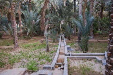 Al Ain Vahası Mayıs 'ta, Al Ain, Uae