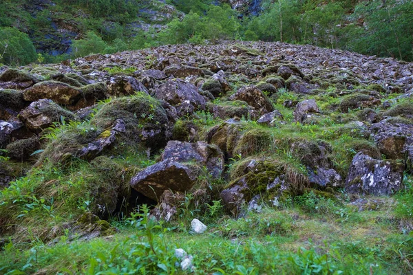 Piedra natural cubierta de musgo. Ramas de abeto verde. Concepto de fondo natural. Piedra de cerca. Stalheim, Voss, Noruega. Julio 2019 — Foto de Stock