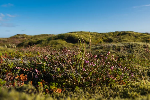 Lavafelder mit moosbedeckten Lavafelsen in Island. September 2019 — Stockfoto